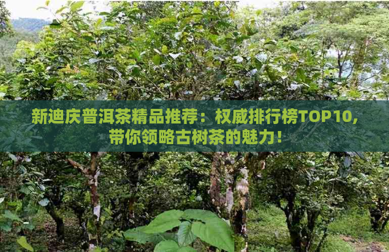 新迪庆普洱茶精品推荐：权威排行榜TOP10,带你领略古树茶的魅力！