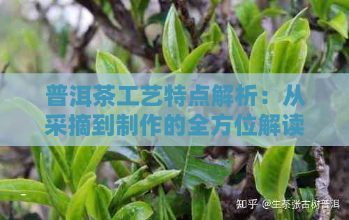 普洱茶工艺特点解析：从采摘到制作的全方位解读