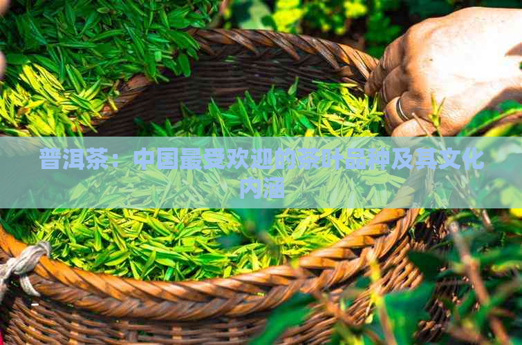 普洱茶：中国更受欢迎的茶叶品种及其文化内涵