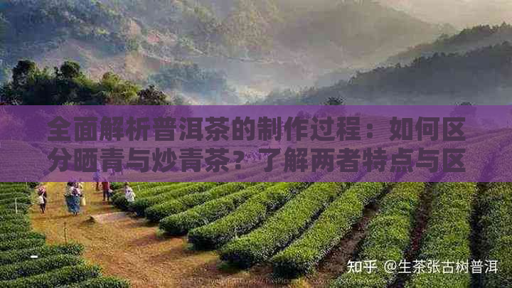 全面解析普洱茶的制作过程：如何区分晒青与炒青茶？了解两者特点与区别