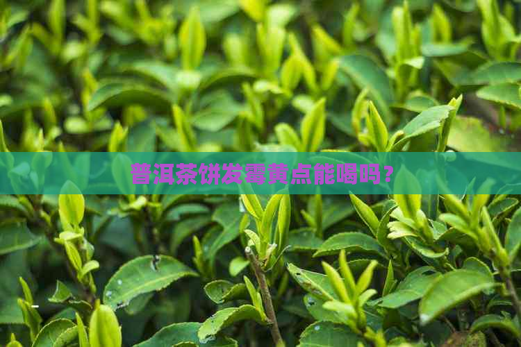 普洱茶饼发霉黄点能喝吗？