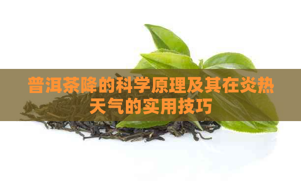 普洱茶降的科学原理及其在炎热天气的实用技巧