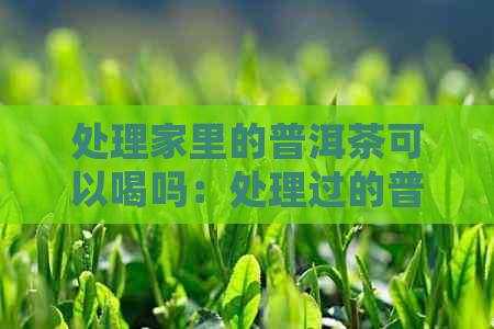 处理家里的普洱茶可以喝吗：处理过的普洱茶是否安全饮用？