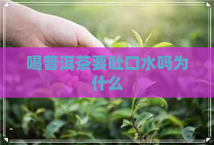 喝普洱茶要吐口水吗为什么