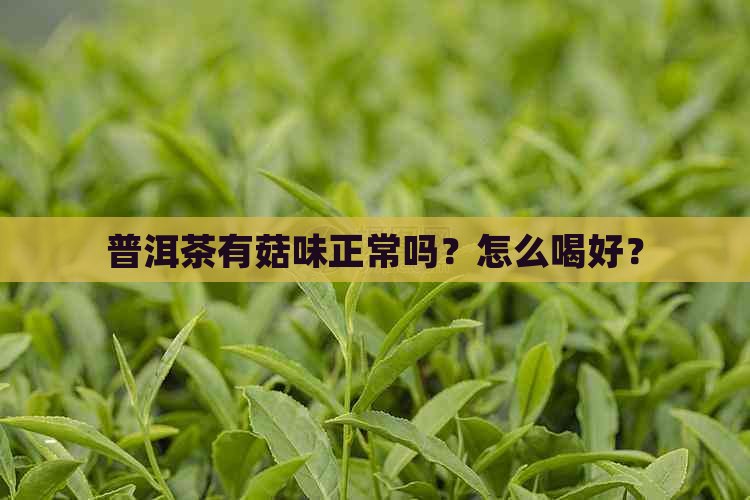 普洱茶有菇味正常吗？怎么喝好？