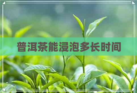 普洱茶能浸泡多长时间