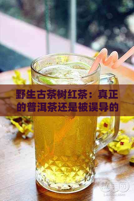 野生古茶树红茶：真正的普洱茶还是被误导的？