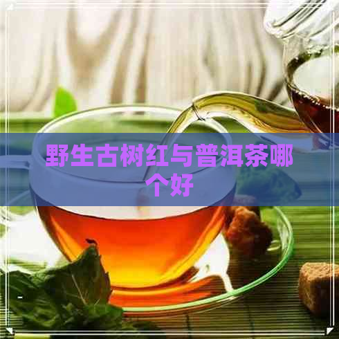 野生古树红与普洱茶哪个好