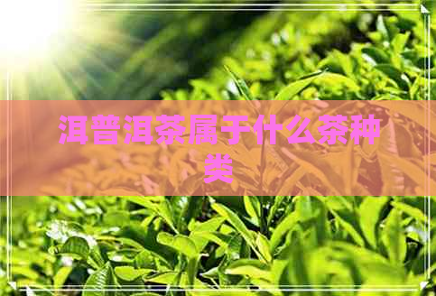 洱普洱茶属于什么茶种类