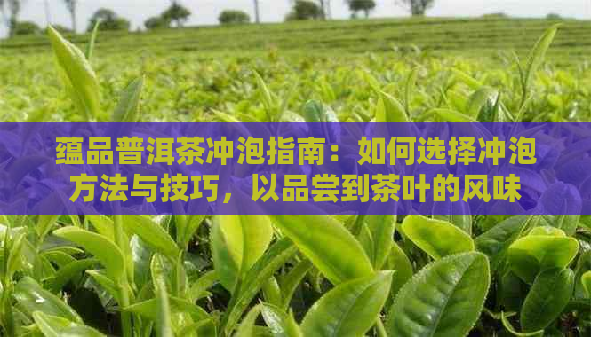 蕴品普洱茶冲泡指南：如何选择冲泡方法与技巧，以品尝到茶叶的风味