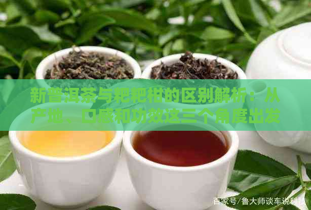 新普洱茶与粑粑柑的区别解析：从产地、口感和功效这三个角度出发