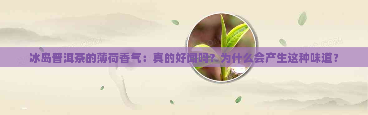 冰岛普洱茶的薄荷香气：真的好闻吗？为什么会产生这种味道？