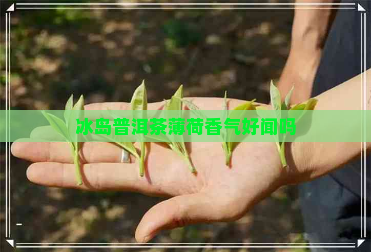 冰岛普洱茶薄荷香气好闻吗