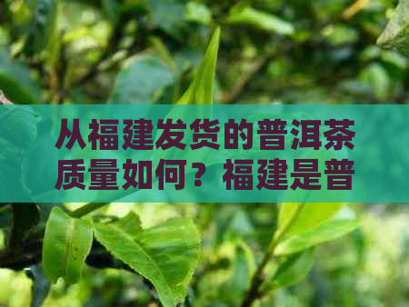 从福建发货的普洱茶质量如何？福建是普洱茶产地吗？