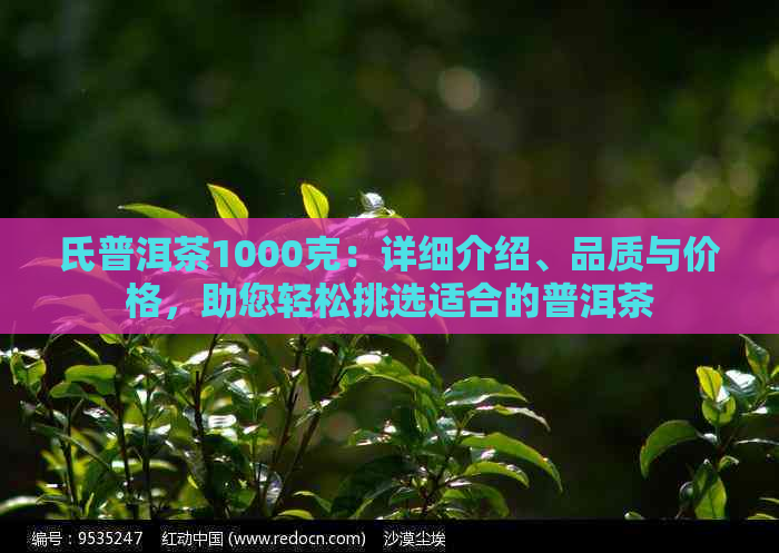 氏普洱茶1000克：详细介绍、品质与价格，助您轻松挑选适合的普洱茶