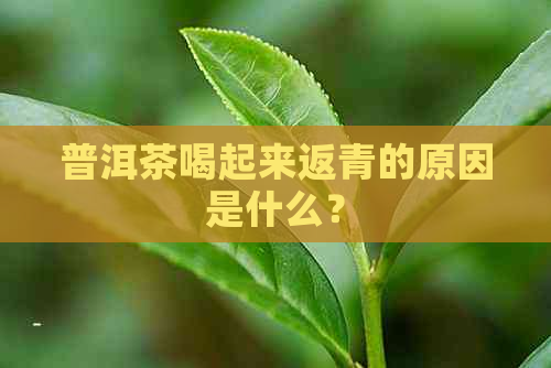 普洱茶喝起来返青的原因是什么？