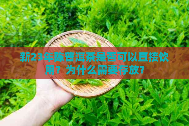 新23年陈普洱茶是否可以直接饮用？为什么需要存放？