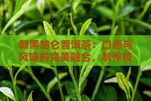 新黑加仑普洱茶：口感与风味的完美融合，制作技巧与品饮建议