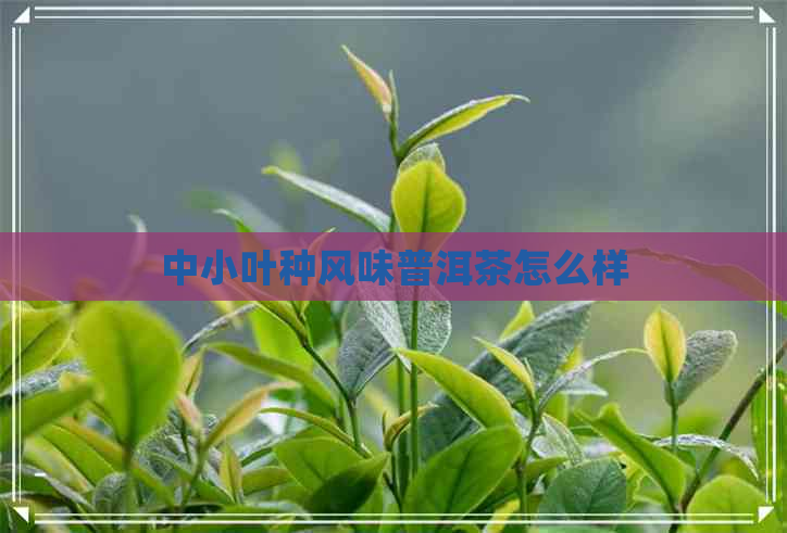 中小叶种风味普洱茶怎么样