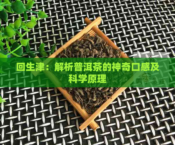 回生津：解析普洱茶的神奇口感及科学原理