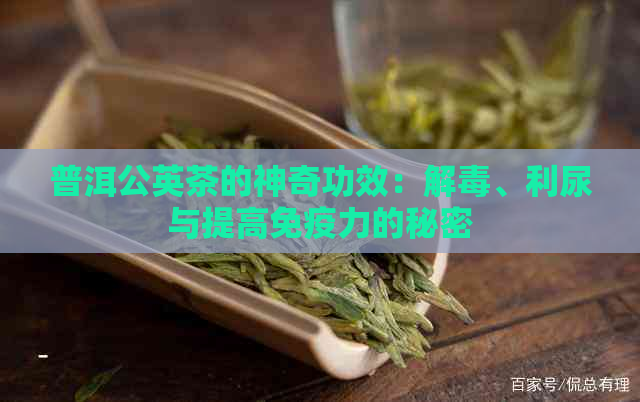 普洱公英茶的神奇功效：解、利尿与提高免疫力的秘密