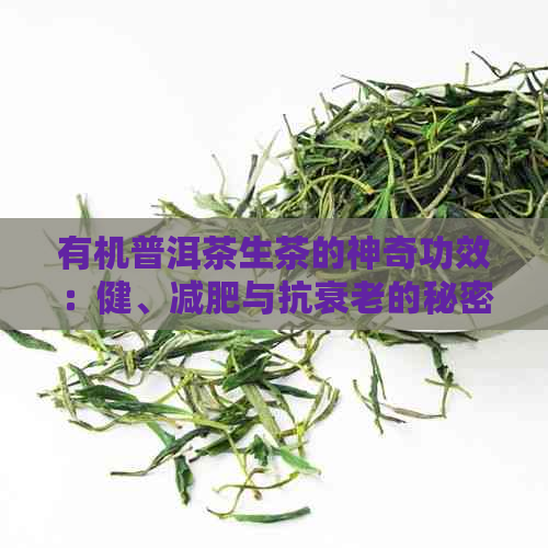 有机普洱茶生茶的神奇功效：健、减肥与抗衰老的秘密解析