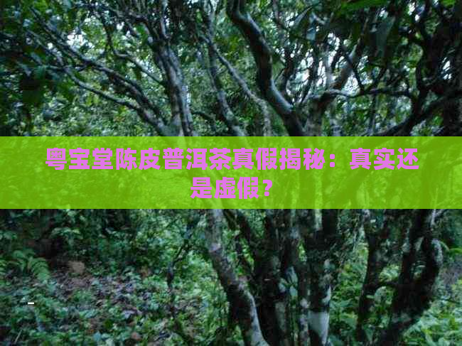 粤宝堂陈皮普洱茶真假揭秘：真实还是虚假？