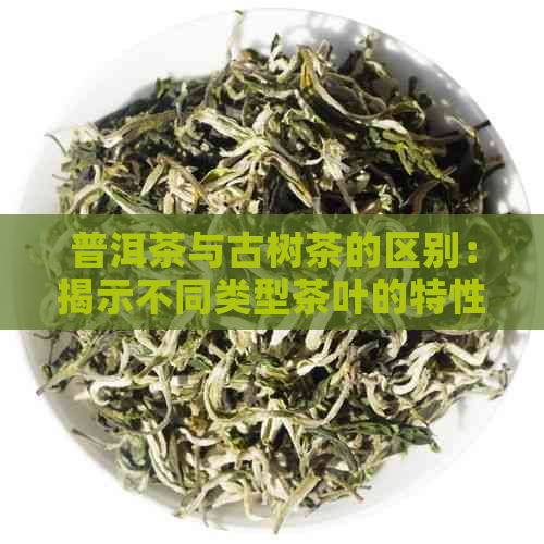 普洱茶与古树茶的区别：揭示不同类型茶叶的特性和口感