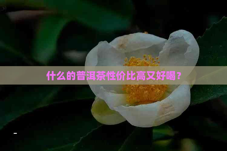 什么的普洱茶性价比高又好喝？