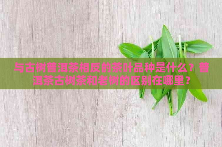 与古树普洱茶相反的茶叶品种是什么？普洱茶古树茶和老树的区别在哪里？