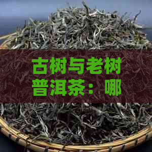 古树与老树普洱茶：哪个更好？它们的区别是什么？