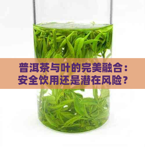 普洱茶与叶的完美融合：安全饮用还是潜在风险？