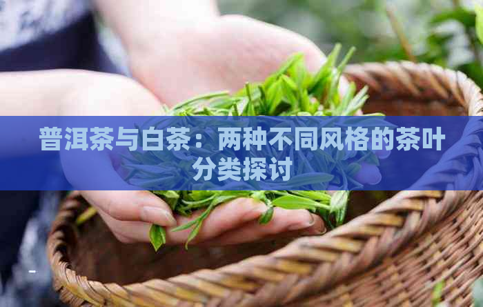 普洱茶与白茶：两种不同风格的茶叶分类探讨