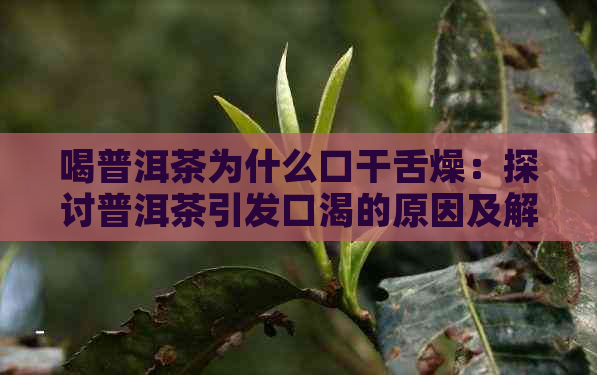 喝普洱茶为什么口干舌燥：探讨普洱茶引发口渴的原因及解决办法