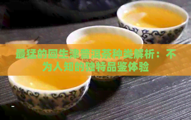 最猛的回生津普洱茶种类解析：不为人知的独特品鉴体验