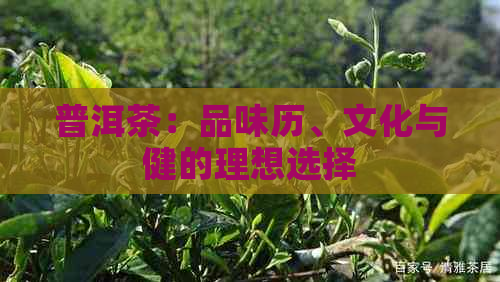 普洱茶：品味历、文化与健的理想选择