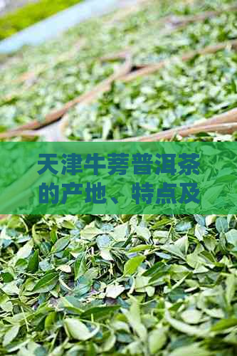 天津牛蒡普洱茶的产地、特点及饮用方法全面解析