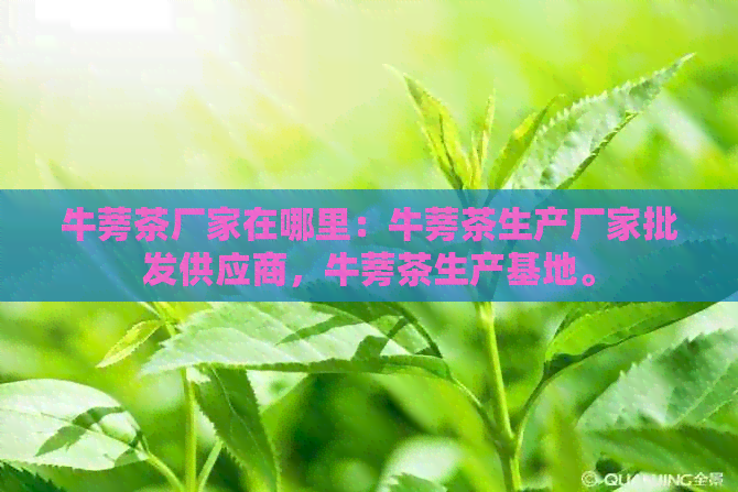 牛蒡茶厂家在哪里：牛蒡茶生产厂家批发供应商，牛蒡茶生产基地。