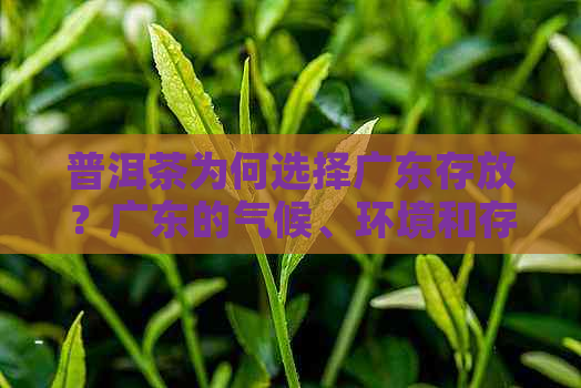 普洱茶为何选择广东存放？广东的气候、环境和存技术对普洱茶的影响解析