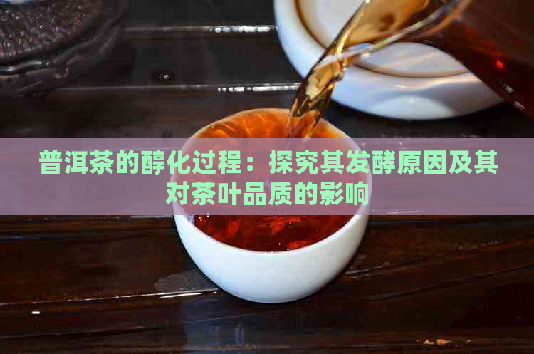 普洱茶的醇化过程：探究其发酵原因及其对茶叶品质的影响