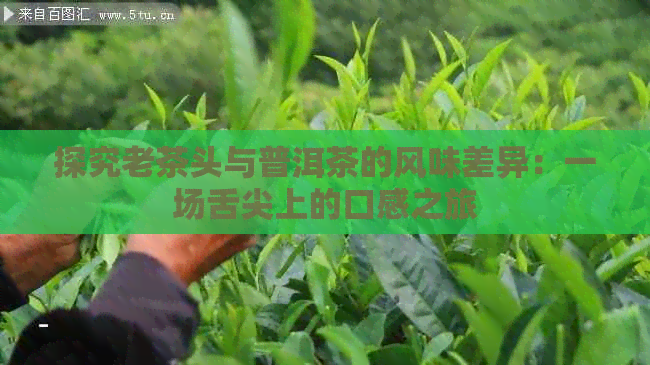 探究老茶头与普洱茶的风味差异：一场舌尖上的口感之旅