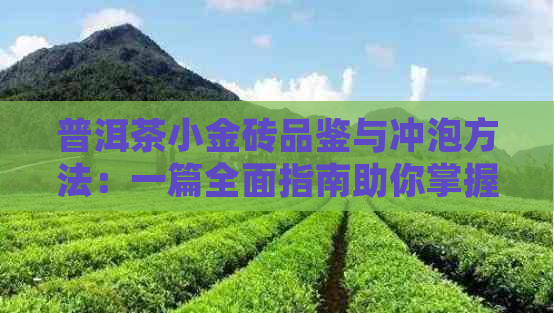 普洱茶小金砖品鉴与冲泡方法：一篇全面指南助你掌握喝茶技巧