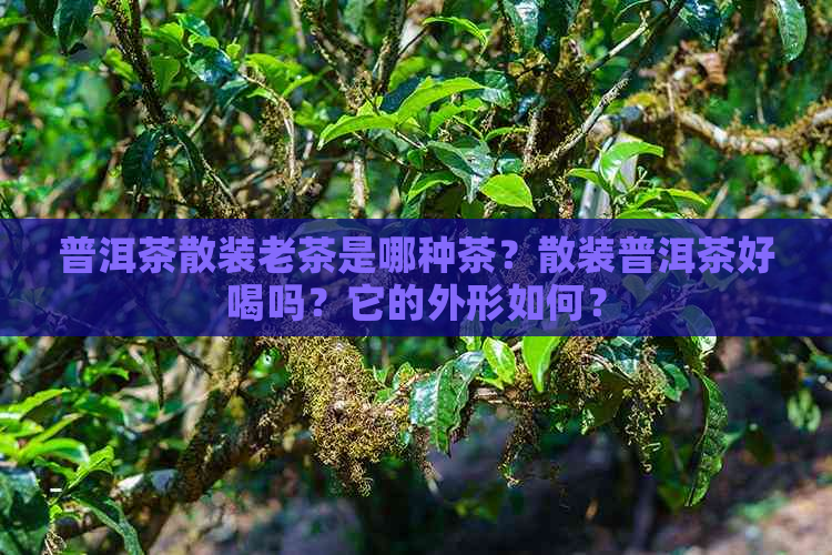 普洱茶散装老茶是哪种茶？散装普洱茶好喝吗？它的外形如何？