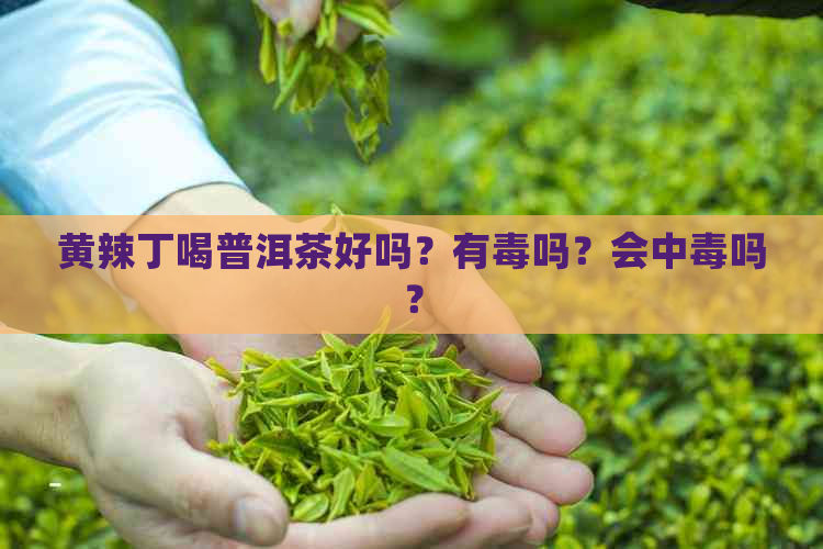 黄辣丁喝普洱茶好吗？有吗？会中吗？