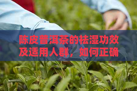 陈皮普洱茶的祛湿功效及适用人群，如何正确饮用以达到效果？