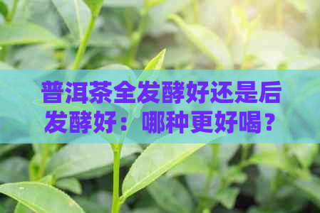 普洱茶全发酵好还是后发酵好：哪种更好喝？