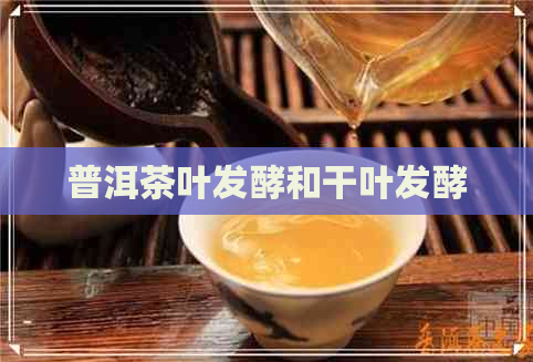 普洱茶叶发酵和干叶发酵