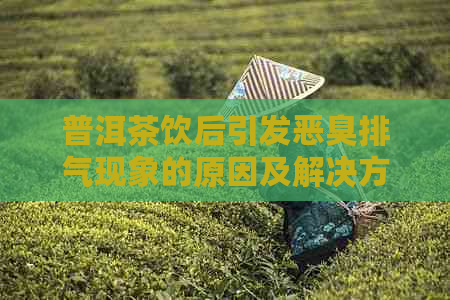 普洱茶饮后引发恶臭排气现象的原因及解决方法