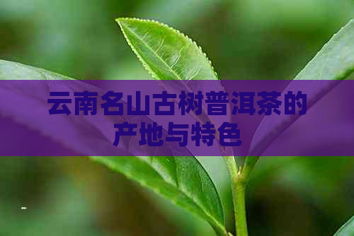 云南名山古树普洱茶的产地与特色