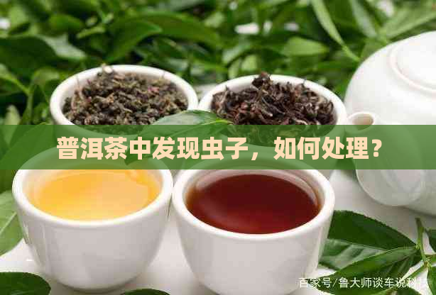 普洱茶中发现虫子，如何处理？